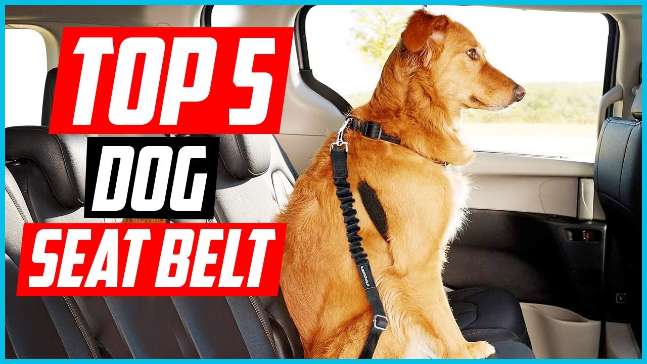 Top 5 Best Dog Seat Belt of 2024 YouTube