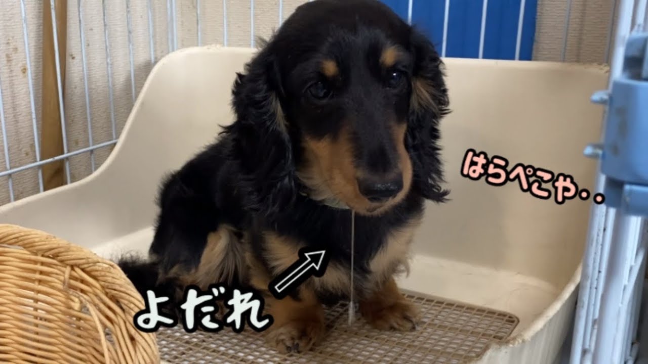 腹が減りすぎヨダレが止まらない ご飯待ちの犬が可愛いすぎた 笑 Youtube