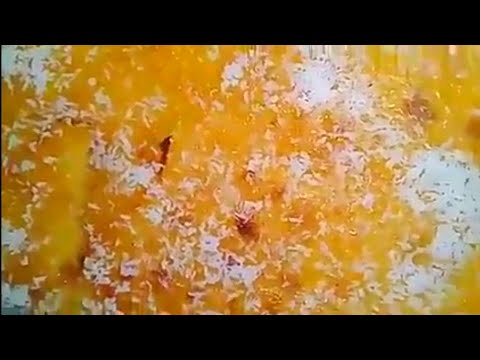 فيديو: شرحات البطاطس بالمكسرات