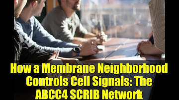 How a Membrane Neighborhood Controls Cell Signals: The ABCC4 SCRIB Network