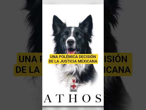 El caso de Athos y Tango, los perritos envenenados