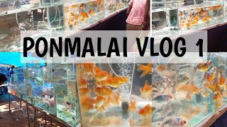 Ponmalai market review | gold fish, platy, betta, aquarium plants, molly, guppy, dogs, birds