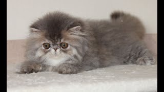 Дёма - персидский котенок Дёма - персидский котенок