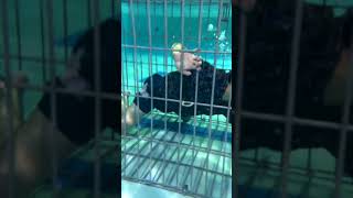 【※息継ぎ不可】水中の檻から命懸けの大脱出。 #shorts