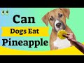 Can Dogs Eat Pineapple?