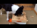 Clever Border Collie shows his intelligence!