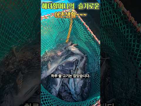 어복을  타고나신 해녀할머니.역시 용왕의 딸이야  #백령도,  #백령도해녀와사위, #낚시, #우럭, #해녀 thumbnail