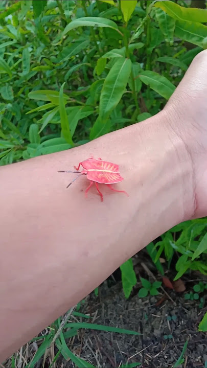 look at this beautiful animal walking on my hand #animals #nature #insects #shorts
