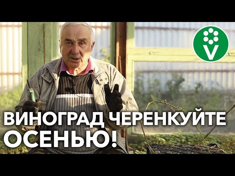 КАК РАЗМНОЖИТЬ ВИНОГРАД ОСЕНЬЮ?! Секреты успешного черенкования!