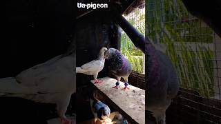 pigeon love ? ? shortpigeonviral  shortsfeed shortvideo youtubeshortsshots