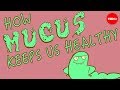 How mucus keeps us healthy - Katharina Ribbeck