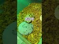 この石が無いと亀が◯んでしまいます。