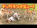 ドッグランデビュー！　ジャックラッセルテリア子犬【なのは】