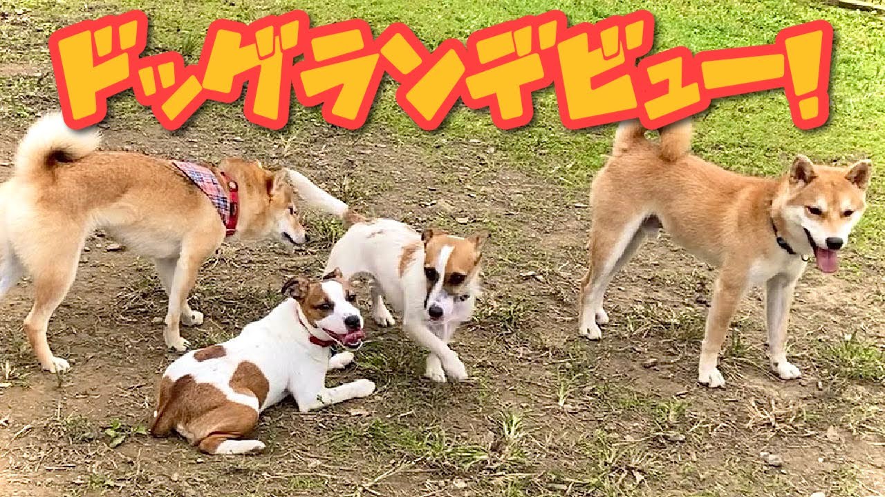 ドッグランデビュー！ ジャックラッセルテリア子犬【なのは】 YouTube