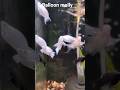 black and white balloon molly fish
