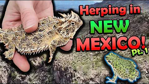 Herping in New Mexico! (Part 1)