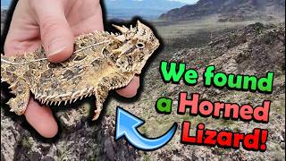 Download Lagu Herping in New Mexico! (Part 1) MP3 Download Lagu Herping in New Mexico! (Part 1) MP3