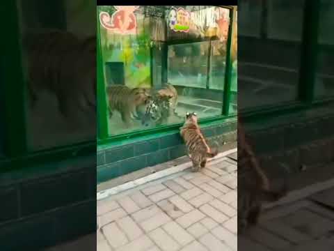 🐯 Bebé tigre
