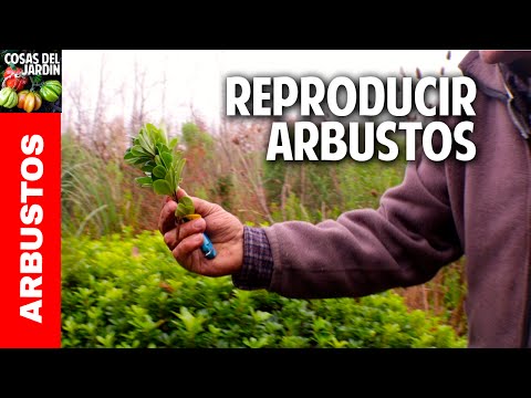 Video: Reproducción De Arbustos De Raíz Y Esquejes Lignificados