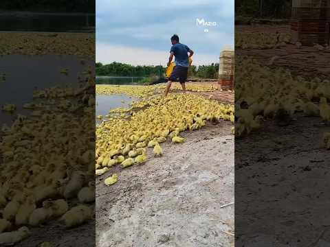 مشروع ذكي كيف جعلوا البط يحل محل المبيدات