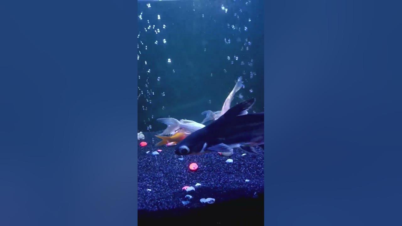 #fish #reels #aquarium #youtube #youtubeshorts - YouTube