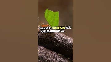 Exploding Ants Sacrifice for Survival #secrets