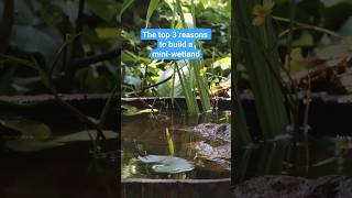 Build your own mini-wetland pond ? ponds diy shorts wildlife frogs