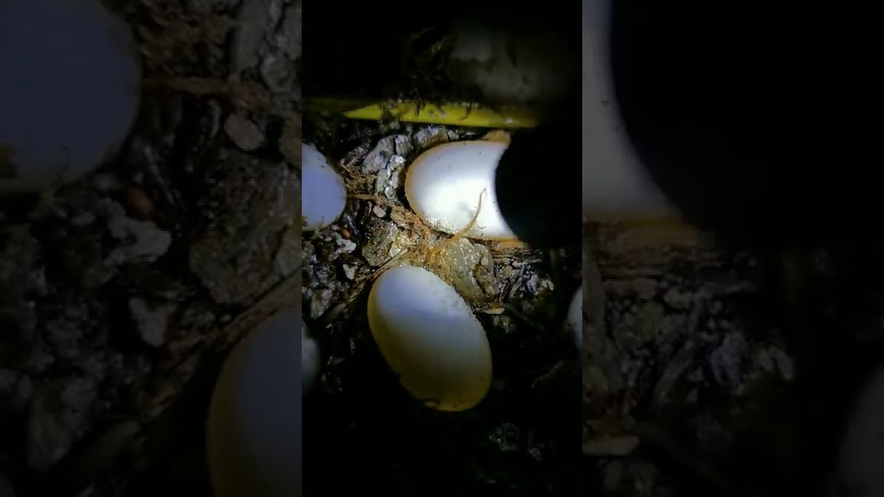 Chelodina cf noveaguineae, developing eggs