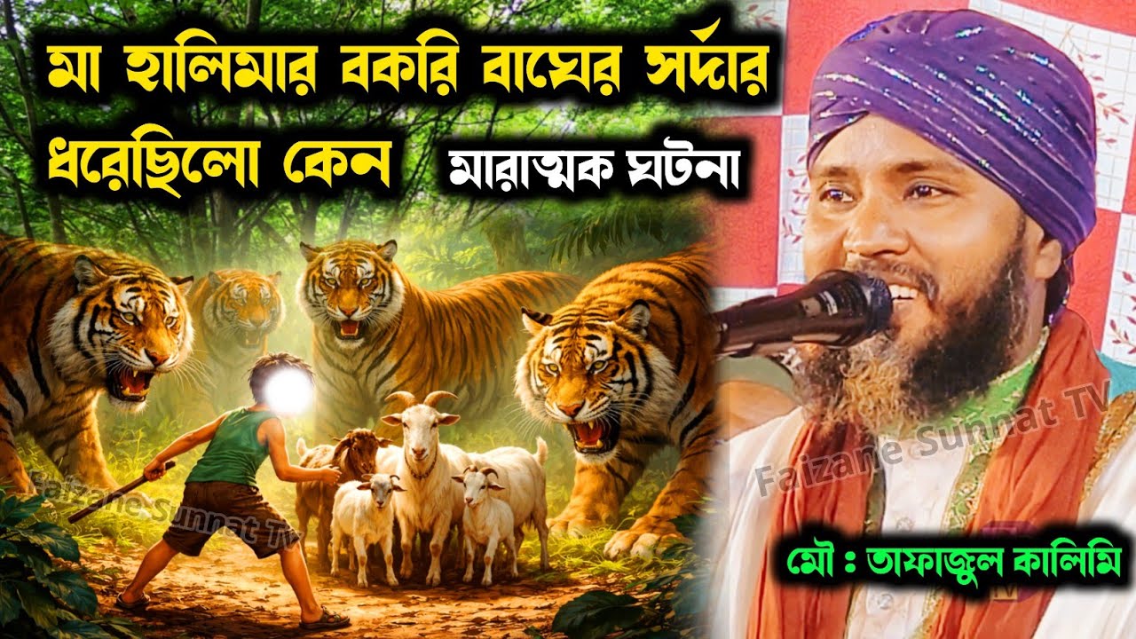 হালিমার বকরিকে বাঘের সর্দার ধরেছিলো কেন | Tafajul Kalimi Jiboni 