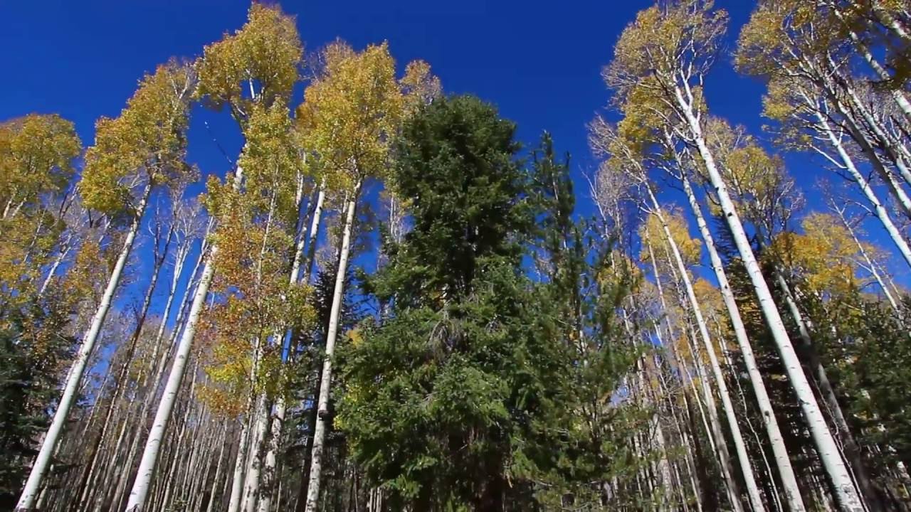 camera iphone 8 plus apk Autumn Aspen in Arizona