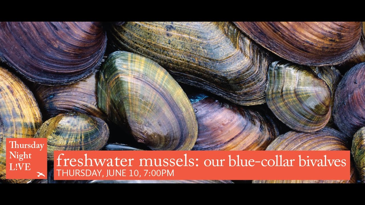 Freshwater Mussels, Our BlueCollar Bivalves YouTube