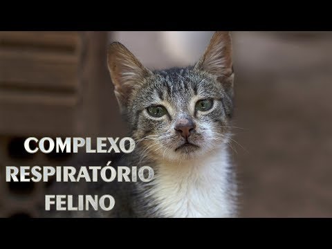 Vídeo: Respiração Barulhenta Em Gatos