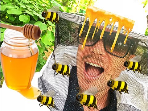 Videó: Méhnövények, Amelyeket A Méhek Választanak. Mézharmat Méz