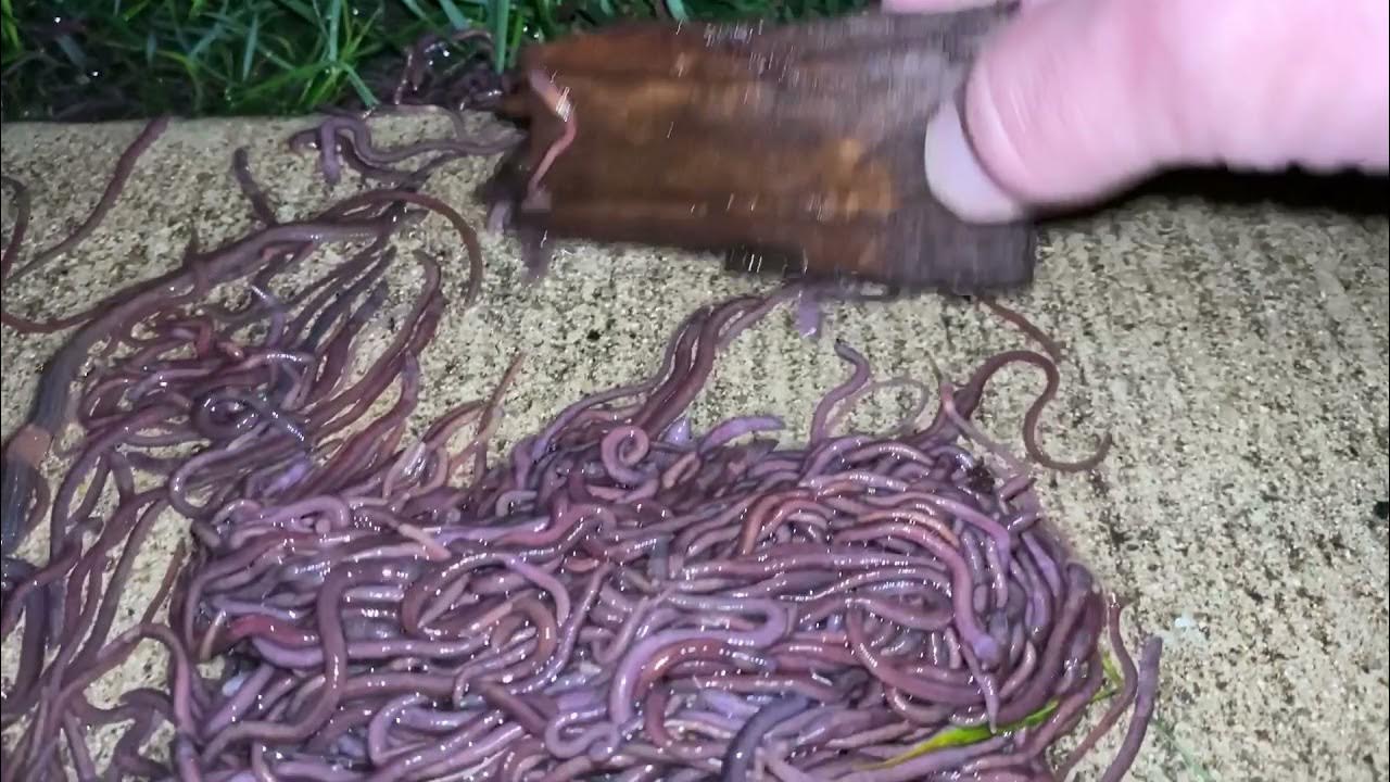 Easiest way to catch worms for fishing - SERIOUSLY 