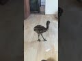 Baby Emu dancing