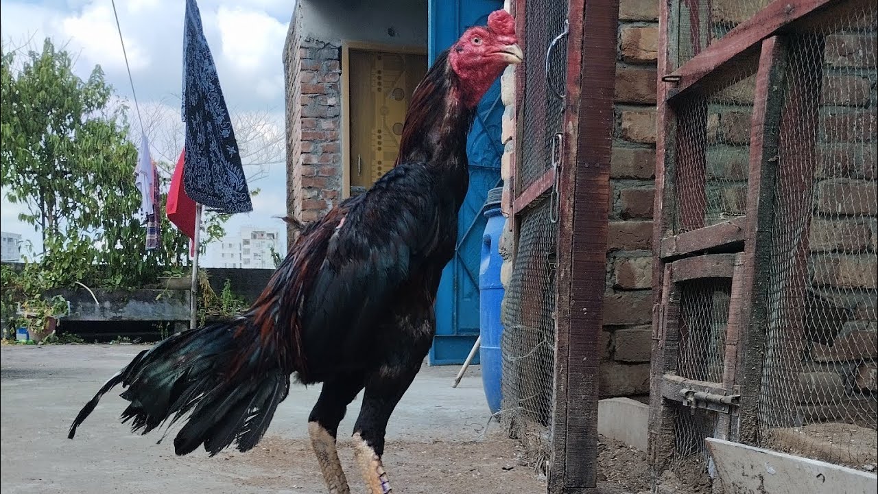 Our Home Breed Bird Name Sesh Bangladeshi Aseel aseel aseelmurga Our Home Breed Bird Name Sesh Bangladeshi Aseel aseel aseelmurga