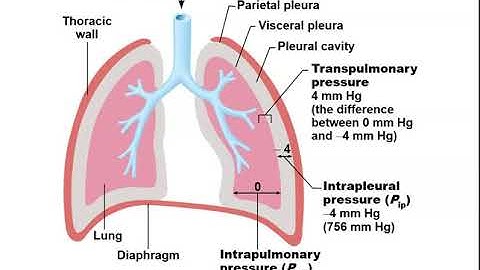 Anatomy and Physiology II Chapter 22