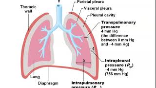 Anatomy and Physiology II Chapter 22