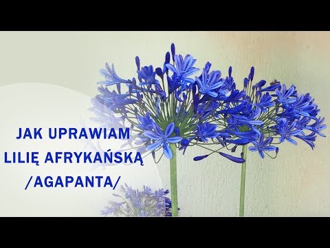 Lilia afrykańska /agapant/ - uprawa, zimowanie, rozmnażanie