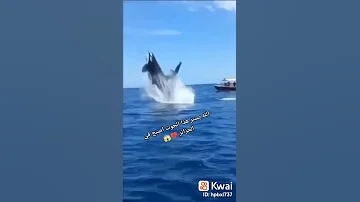 االله يستر هذا الحوت اصبح في الجزائر في ولاية بجاية 