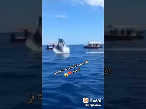 االله يستر هذا الحوت اصبح في الجزائر في ولاية بجاية