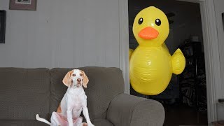 Dog vs Giant Rubber Ducky Prank: Funny Dog Maymo