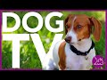 DOG TV - DEEPLY Entertaining TV for Dogs! Virtual Dog Walking Video (EXTRA LONG)