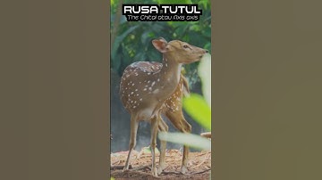 RUSA TUTUL SI PELOMPAT ULUNG #rusa #rusatutul #rusatutulindia #deer #deers #short #feeds #shortvideo