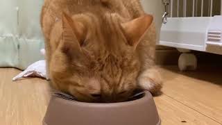 【CUTE】カリカリ食べた後はふみふみしながら寝んねする猫 by Cats stop time 2 views 4 months ago 2 minutes, 54 seconds