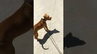 Pitbull Female 8 Month