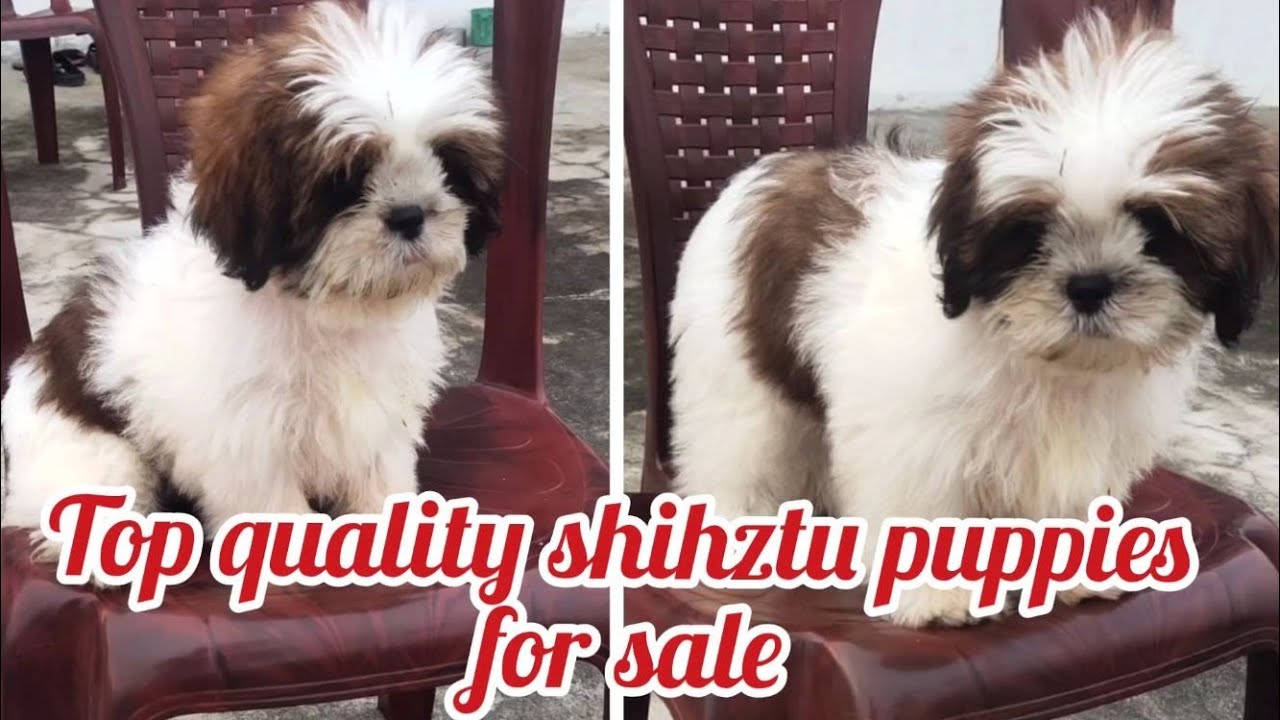 Shihztu puppy for sale9100261571gunturdog market in guntur YouTube