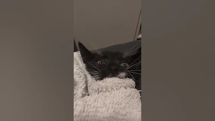 Watch the video about Angry kitten wasn't happy with de-flea bath.