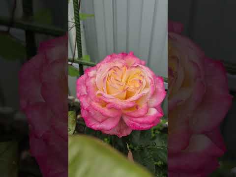 Ждала Пьера де Ронсара а расцвела вот такая красотка розы первоецветение роза цветы красотка