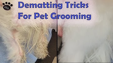 Dematting Tricks and Techniques for Pet Grooming - Gina